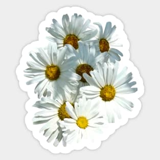 Daisies in Sunshine Sticker